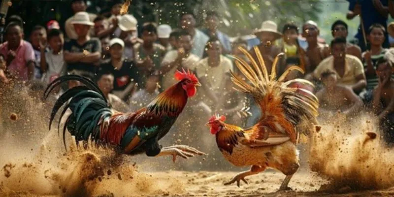 Đá gà cựa tròn tại New88 - Cùng chiến kê tranh tài 3 Tìm hiểu luật chơi cá cược đá gà cựa tròn