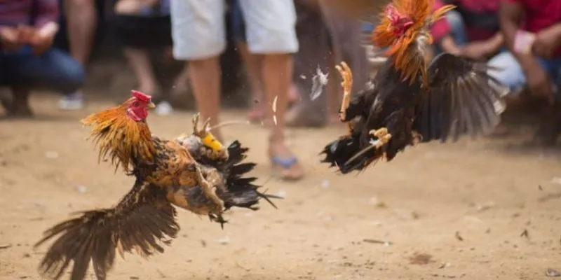 Đá gà cựa tròn tại New88 - Cùng chiến kê tranh tài 4 Mẹo đặt cược hiệu quả trong đá gà cựa tròn