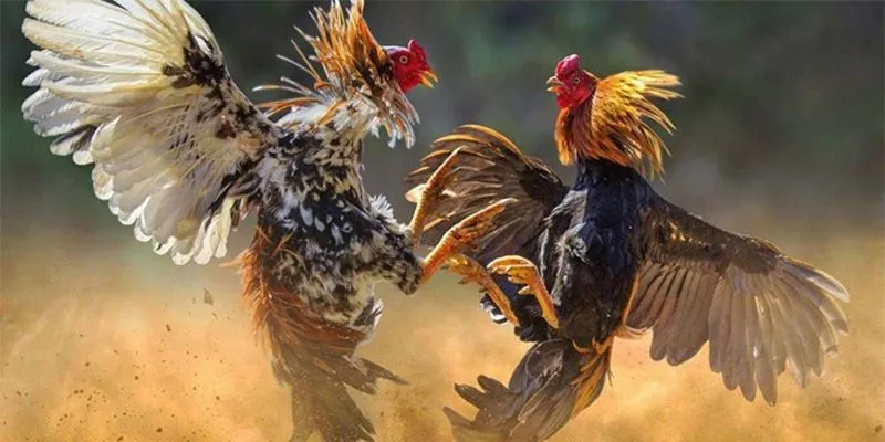 Vài nét về cá cược đá gà livestream tại New88