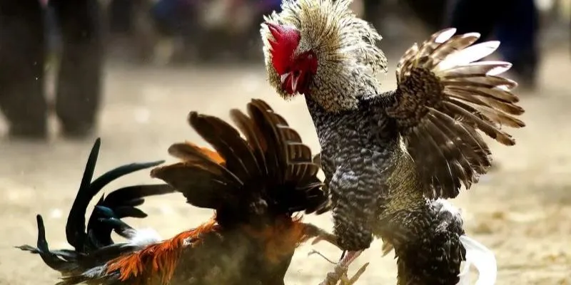 Thủ thuật đặt cược đá gà hiệu quả từ bet thủ