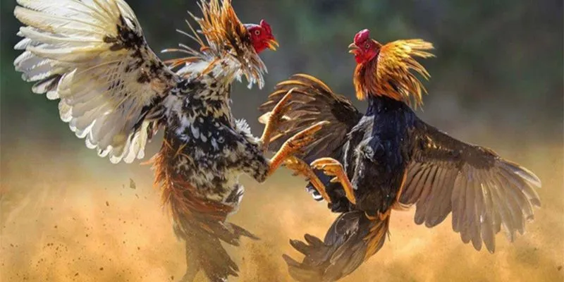 Tổng quan về cá cược đá gà quốc tế tại New88