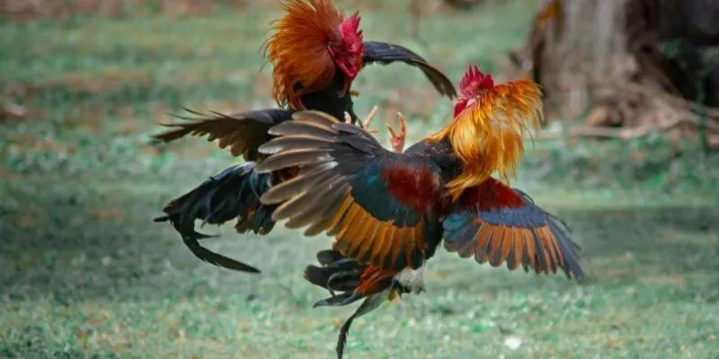 Khám phá các kèo cược đá gà quốc tế phổ biến