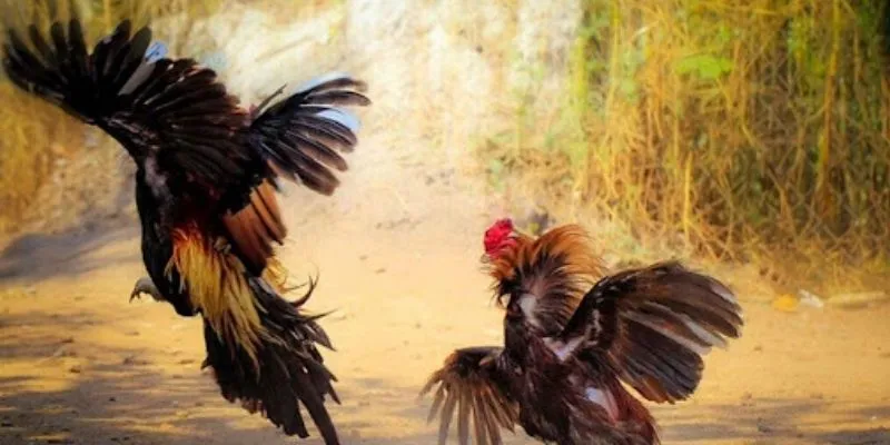 Mẹo cược đá gà - Kỹ năng soi gà chuẩn xác 4 Tổng hợp mẹo cược đá gà thắng đậm