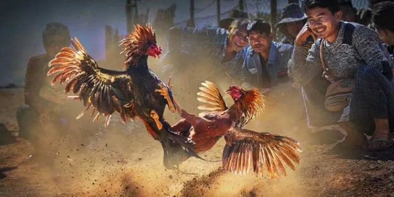 Các tính năng trong cá cược đá gà siêu tốc tại New88