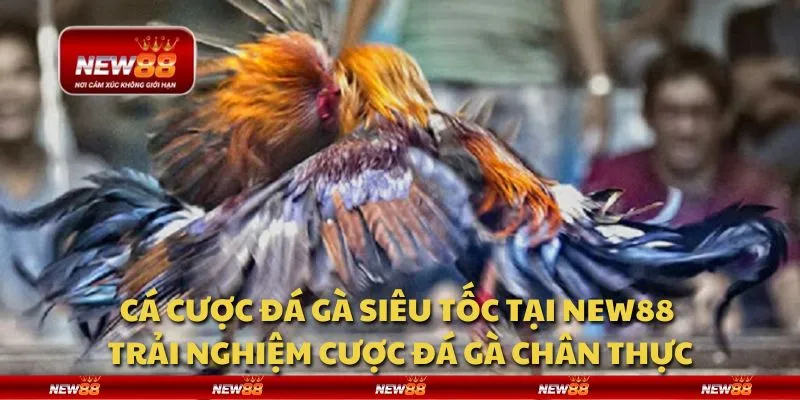 Cá cược đá gà siêu tốc tại New88 - Trải nghiệm cược đá gà chân thực