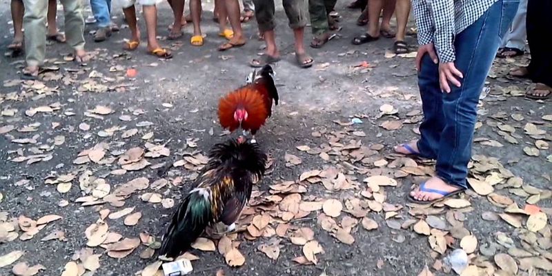 Đá gà miền Tây mang đến những giây phút giải trí hấp dẫn
