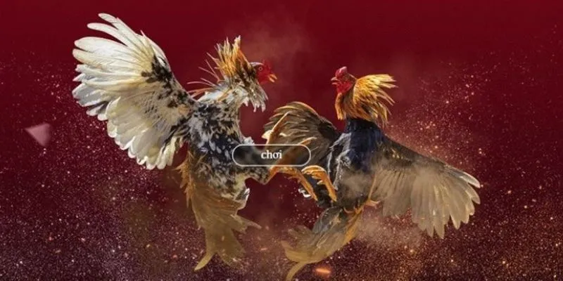 Khái quát về cá cược đá gà Peru tại New88