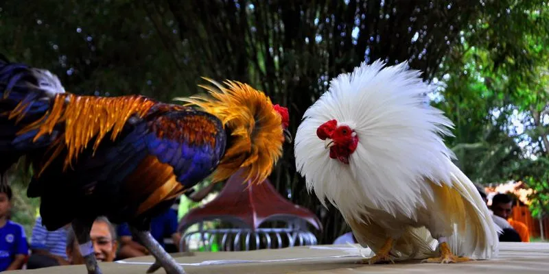 Lý do nên trải nghiệm trò chơi đấu gà hoàng gia