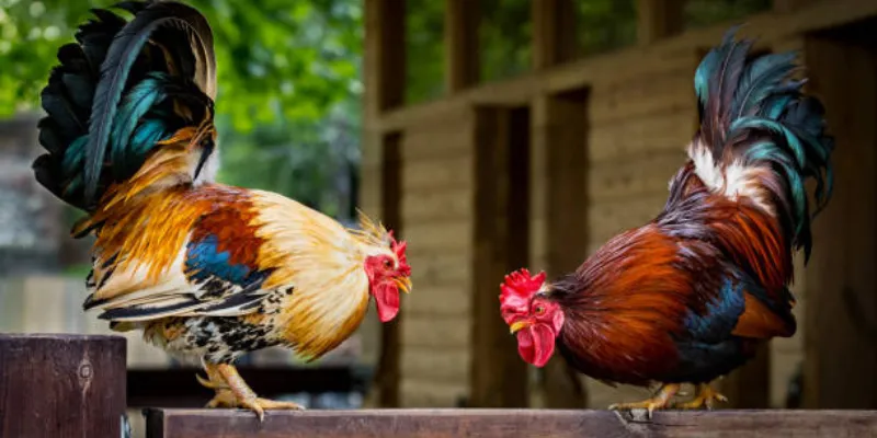 Kinh nghiệm hay để thắng lớn trong đấu gà hoàng gia