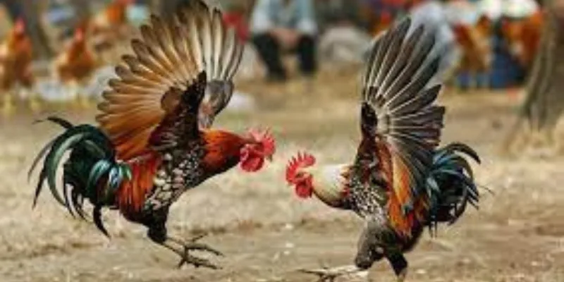 Tìm hiểu thông tin về trò chơi đấu gà hoàng gia