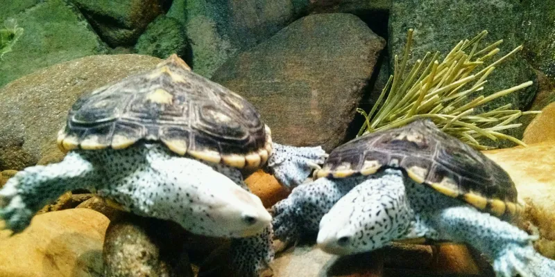 Cách đánh số khi mơ thấy con rùa