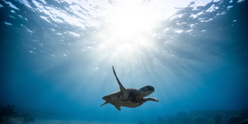 Cách áp dụng giấc mơ thấy con rùa vào đánh lô đề