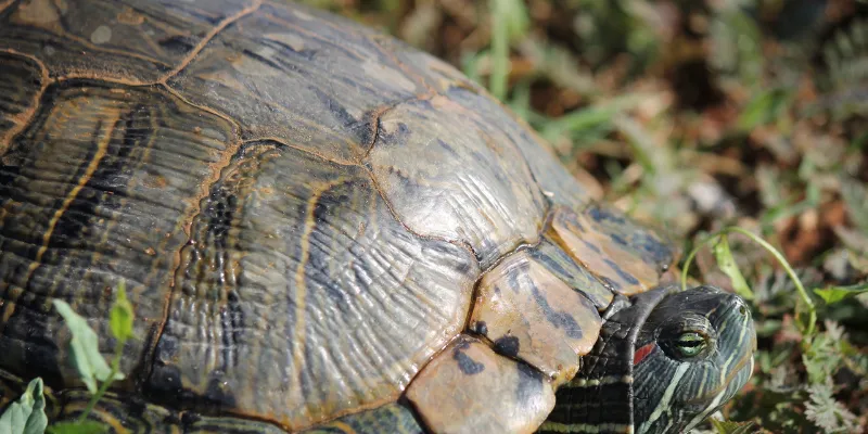 Mơ thấy con rùa là điềm báo gì?