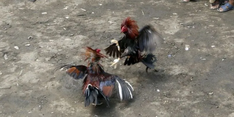 Đá Gà Campuchia Trực Tiếp Jun88: Trải Nghiệm Thật Sự Hấp Dẫn 3 Những lý do vô cùng thuyết phục khiến bạn nên tham gia cá cược đá gà