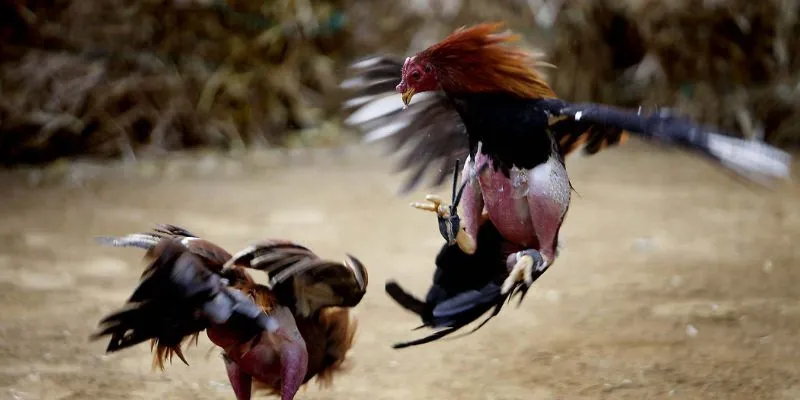 Đá Gà Campuchia Trực Tiếp Jun88: Trải Nghiệm Thật Sự Hấp Dẫn 2 Tổng quan một vài kiến thức quan trọng về đá gà campuchia trực tiếp