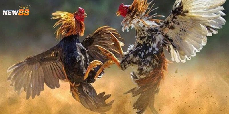 Cách đặt cược kèo đá gà Philippines hiệu quả