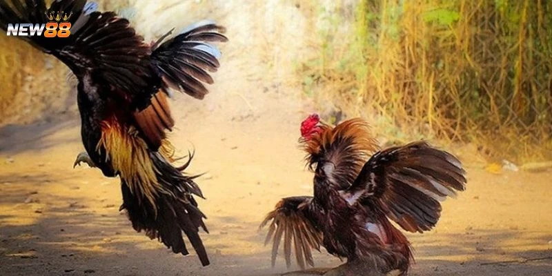 Tìm hiểu cách chơi đá gà Philippines 